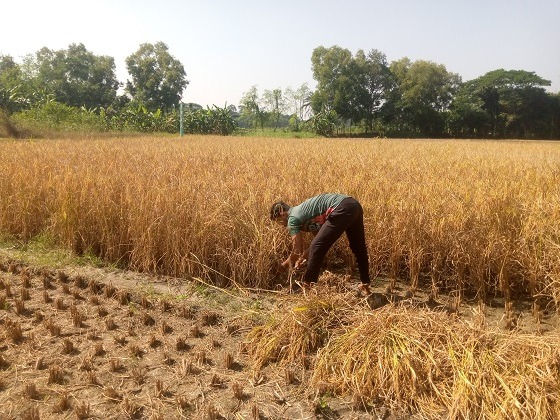দিঘলিয়ায় আমন ধানের বাম্পার ফলনে কৃষকের মুখে হাসি