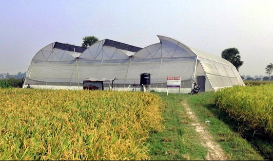 পলিনেট হাউসে নিরাপদ ফসল উৎপাদন