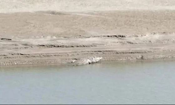 গড়াই নদে কুমির