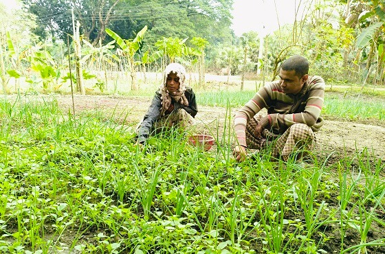 কালীগঞ্জে সাফিয়ার সামান্য আয়ের গল্প