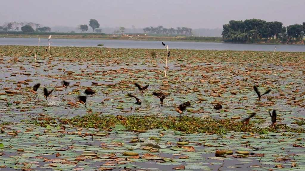 অতিথি পাখির কলকাকলিতে মুখর উকড়ির বিল