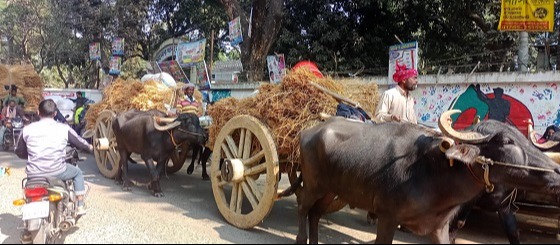 তানোরে  ঐতিহ্যবাহী মহিষের গাড়ি বহর