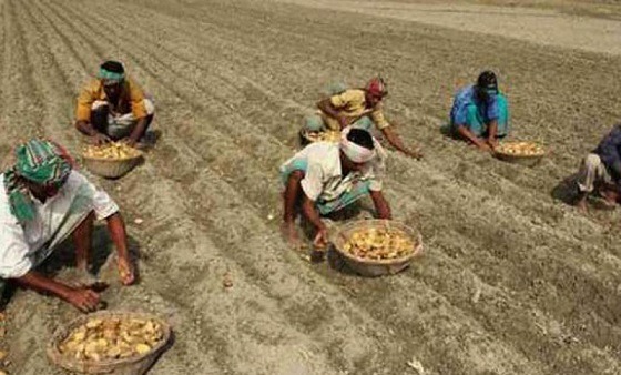 তানোরে ব্যবসায়ী সিন্ডিকেটে সার