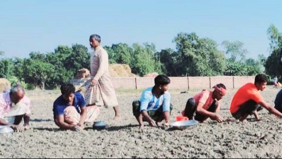 চিরিরবন্দরে রসুন রোপণে ব্যস্ত কৃষক