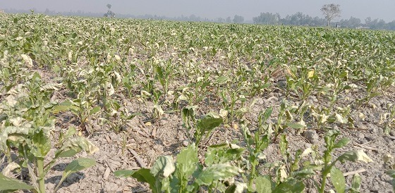 কালাইয়ে বিষ দিয়ে সরিষাখেত নষ্ট