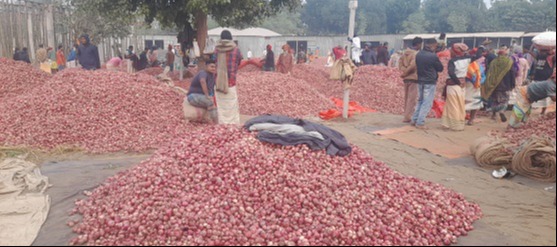 সুজানগরে পেঁয়াজের বাজারে দফায় দফায় ধস