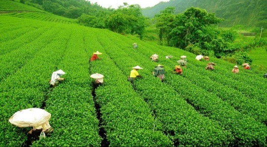 সরবরাহে বাড়ছে চায়ের দাম