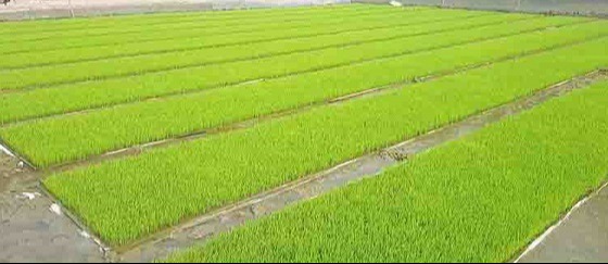 কাহারোলে নতুন উদ্যমে বোরো আবাদের প্রস্তুতি