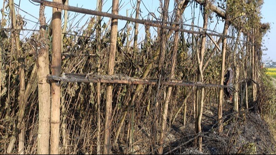 ভুল তথ্য পেয়ে চায়ের দোকানে ফায়ার সার্ভিস, পান বরজ পুড়ে ছাই