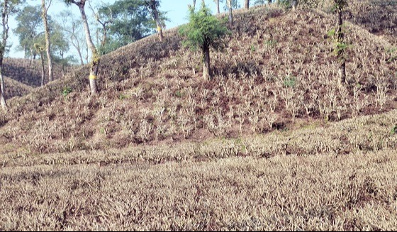 মৌলভীবাজারের চা শিল্পাঞ্চলে চলছে প্রুনিং