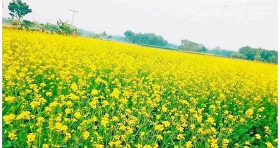 কাহারোলে সরিষা ফুলগুলো বাতাসে দোল খাচ্ছে
