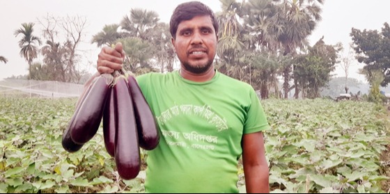 চিতলমারীতে বেগুন চাষে ভাগ্যবদলের স্বপ্ন কৃষকের