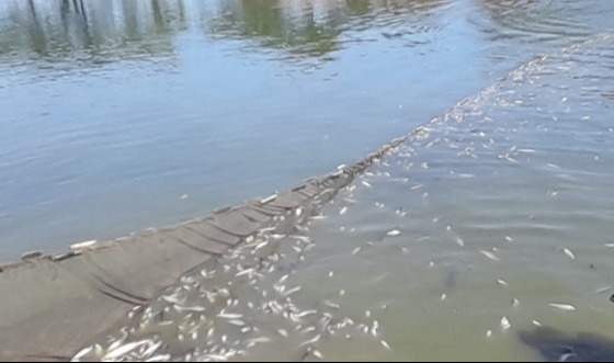 নাসিরনগরে আইন-শৃংখলা কমিটির সভা