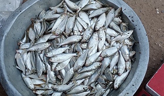 পদ্মা-মেঘনায় চলছে ব্যাপক জাটকা নিধন