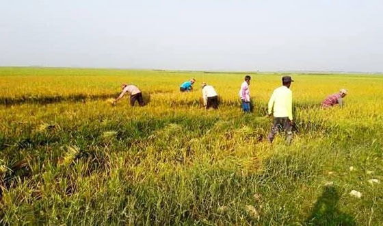 কিশোরগঞ্জের হাওরে ধান কাটা শুরু