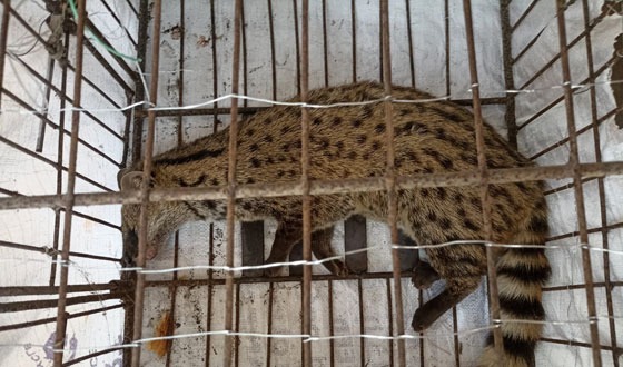 লালপুরে কৃষকদের উপর মেছো বিড়ালের আক্রমণ