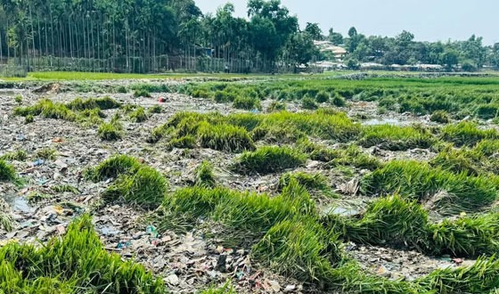 উখিয়ায় রোহিঙ্গা ক্যাম্পের বর্জ্যে কৃষকদের সর্বনাশ