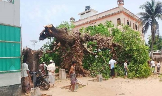 টেকনাফে গাছ পড়ে যুবকের মর্মান্তিক মৃত্যু