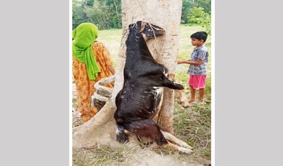 ছাগল হত্যার ঘটনায় থানায় মামলা