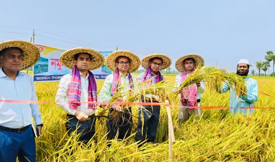 কালীগঞ্জে কম্বাইন্ড হারভেস্টার মেশিনে ধান কাটার উদ্বোধন করেন জেলা প্রশাসক