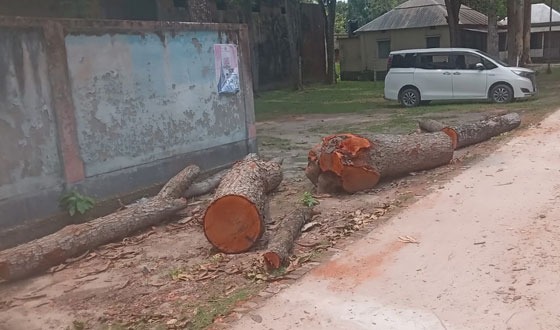 সারিয়াকান্দিতে পরিষদের গাছ কেটে নিলেন ইউএনও