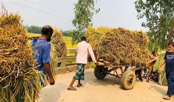 ঘাটাইলে ঘোড়ার গাড়িতে ধান বহন
