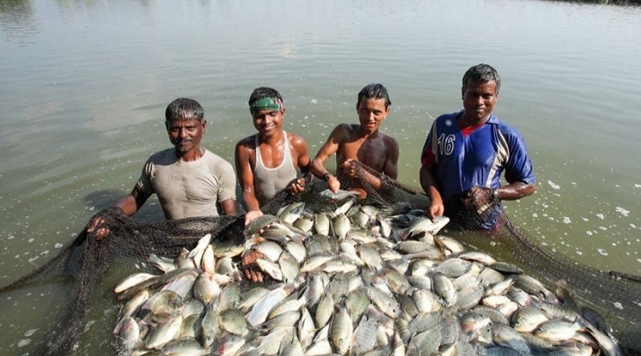 মাছ উৎপাদনে এগিয়েছে বাংলাদেশ
