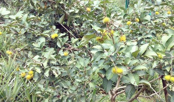 মৌলভীবাজারে সফল রাম্বুটান চাষ