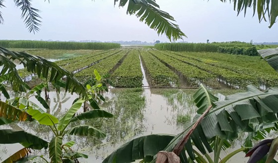 ঝিনাইদহে টানা বৃষ্টিতে পানির নিচে ফসলি জমিগুলো