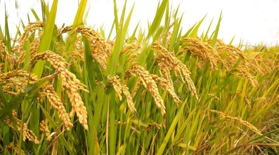 ধানের প্রকৃত নামেই চাল বাজারজাত করতে হবে