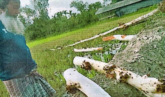 ঘড়িয়ালডাঙ্গা চেয়ারম্যান আত্মসাত করলেন ১টি ইউক্যালিপটাস গাছ