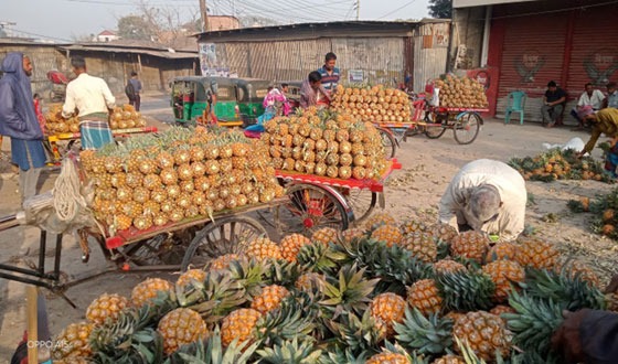 মধুখালীতে জমজমাট আনারসের বাজার
