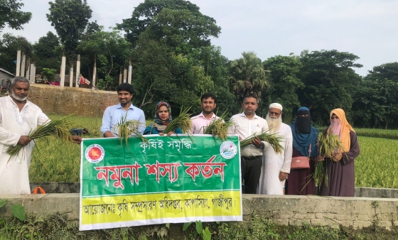কাপাসিয়ায় আউস ধানের নমুনা শস্য কর্তন উদ্বোধন