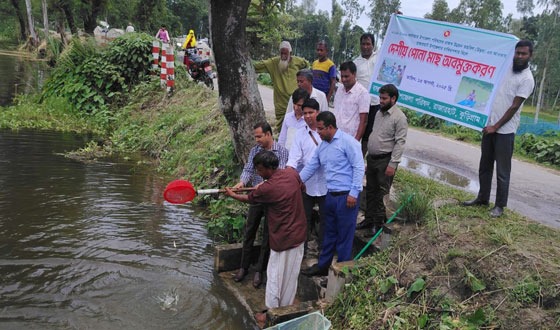 রাজারহাটে চাকিরপশার বিলে দেশীয় পোনা মাছ অবমুক্তকরণ