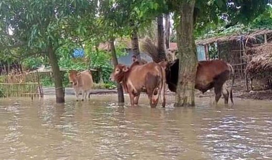 বাঘায় বন্যায় পানির মধ্যে বেধে রাখা গরু
