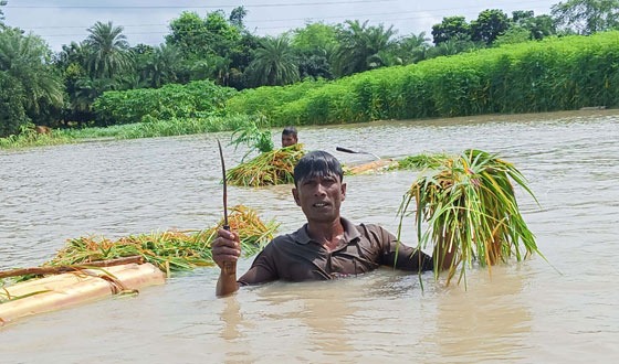 বাঘায় পদ্মায় তলিয়ে গেছে ২০০ হেক্টর জমির ফসল
