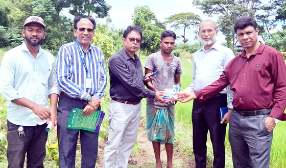 শ্রীমঙ্গলে প্রথমবারের মতো তুলা চাষ শুরু