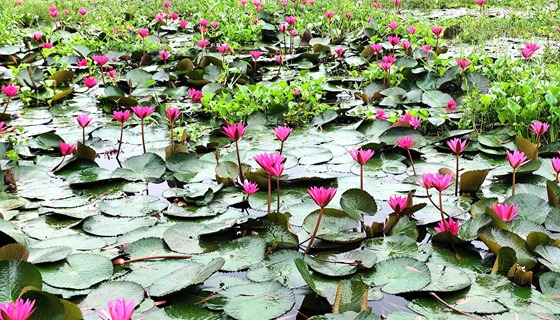 বৈশা বিলে গোলাপি পদ্মের বাহার