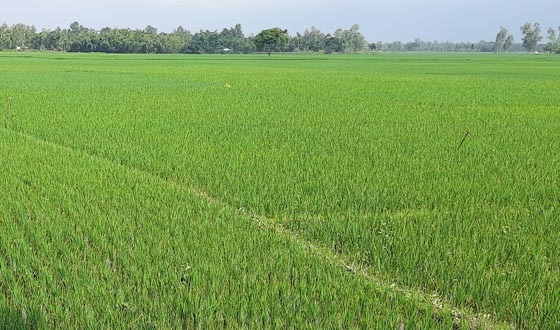 নীলফামারীর চারপাশে এখন সোনালী ধানের সবুজের সমারোহ