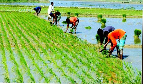 কাহারোলে শুরু হয়েছে বোরো রোপন