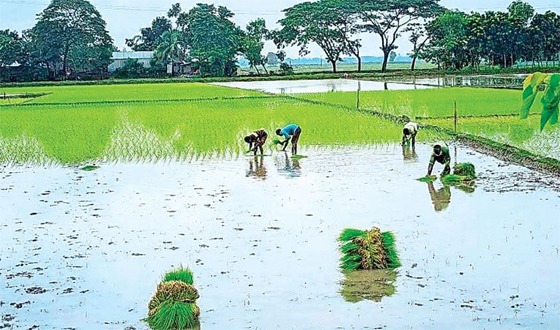 কৃষিঋণ বিতরণ কমায় বোরো উৎপাদন ব্যাহত হওয়ার শঙ্কা