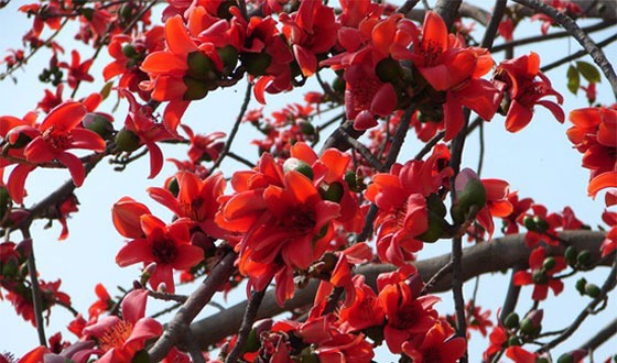 ফুল ফুটুক আর না ফুটুক আজ বসন্ত