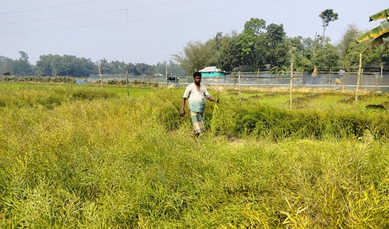 সরিষার বাম্পার ফলন, কৃষক খুশি