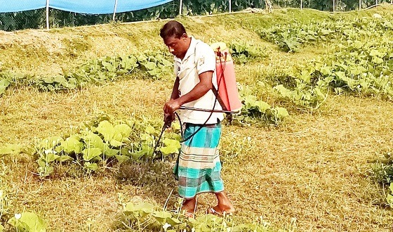 বিদ্যমান নিয়মনীতিতে বহুজাতিক কোম্পানির নিয়ন্ত্রণে দেশের বালাইনাশকের বাজার