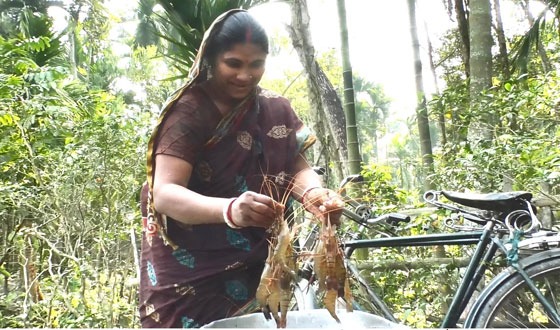 রাজারহাটে প্রত্যন্ত পল্লীর পুকুরে গলদা চিংড়ি চাষ