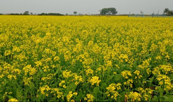 আশাশুনিতে বিনা চাষ ও চাষকৃত জমিতে সরিষা আবাদ