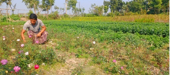 রাজারহাটে ৬২টি নার্সারীতে ফুল চাষ