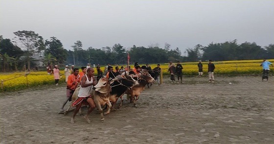 শেরপুরে ষাঁড়ের মই দৌড় প্রতিযোগিতা অনুষ্ঠিত