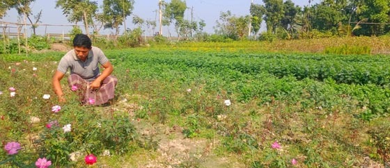 রাজারহাটে ফুল চাষের উজ্জ্বল সম্ভবনা