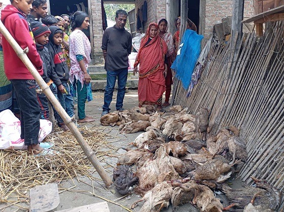 বড়াইগ্রামে চিকিৎসকের ভুলে তিনশ’ হাঁসের মৃত্যু